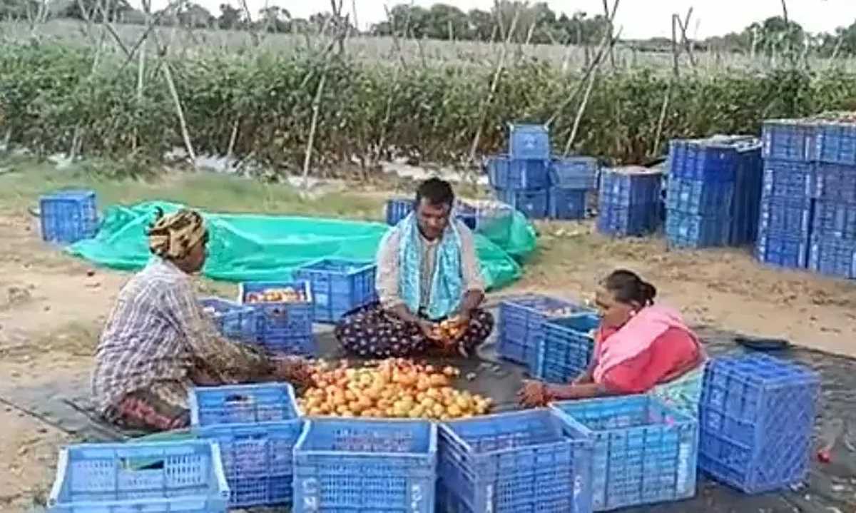 आंध्र प्रदेश के किसान ने टमाटर बेचकर 45 दिन में कमाए चार करोड़